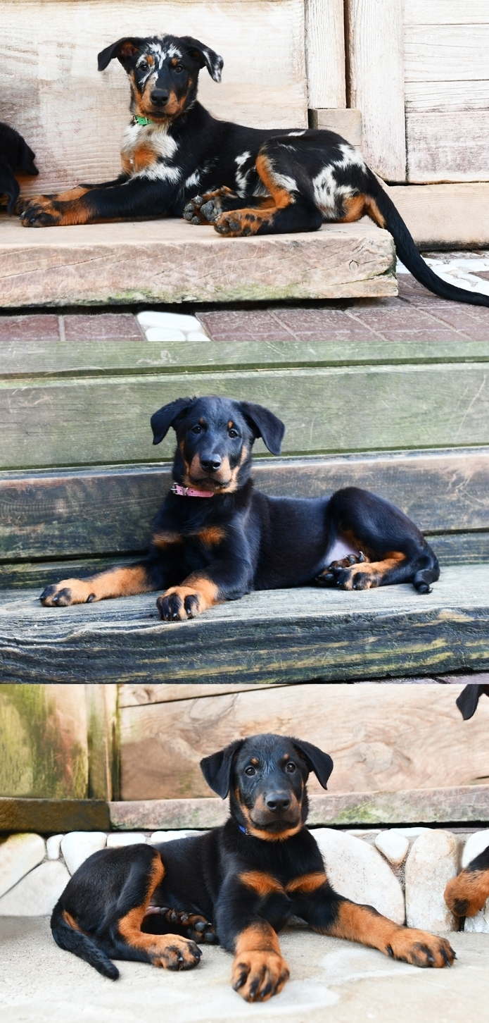 Cucciolata nata il 4 Gennaio 2026 (disponibile dalle prime settimane di Marzo) - Des Gardiens de Rome