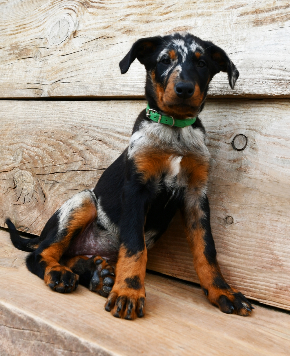  - Des Gardiens de Rome