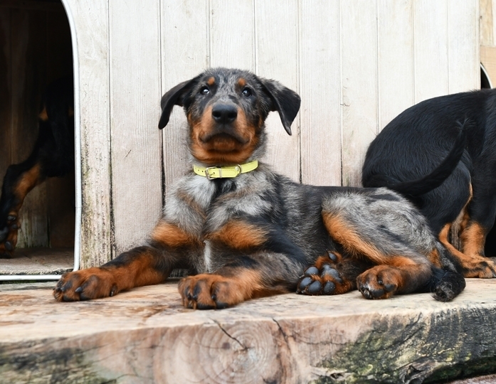 Cucciolo Beauceron arlecchino nato il 27 Dicembre 2025 - Des Gardiens de Rome