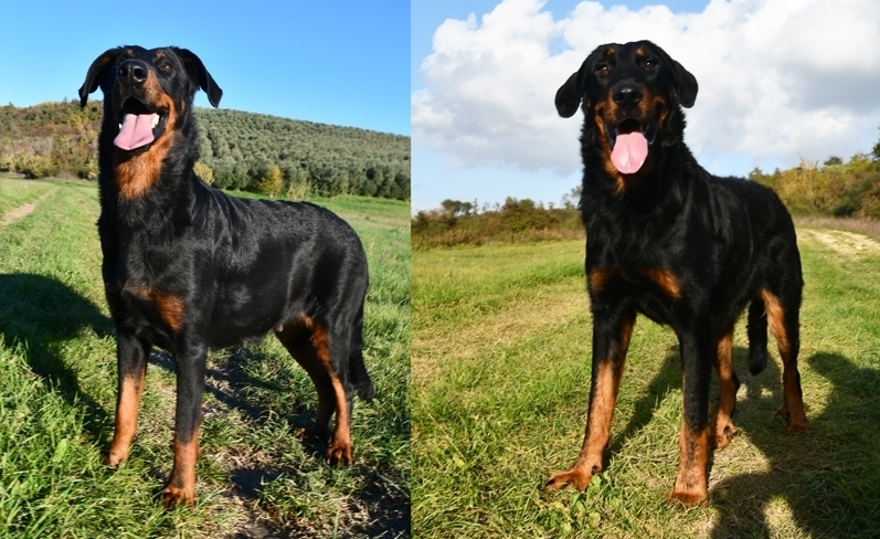 in arrivo - Des Gardiens de Rome