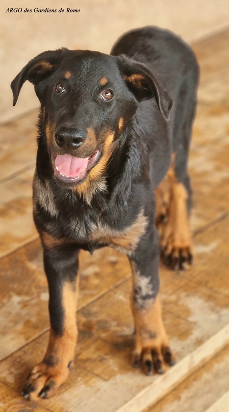 Cucciolo Beauceron maschio arlecchino - Des Gardiens de Rome