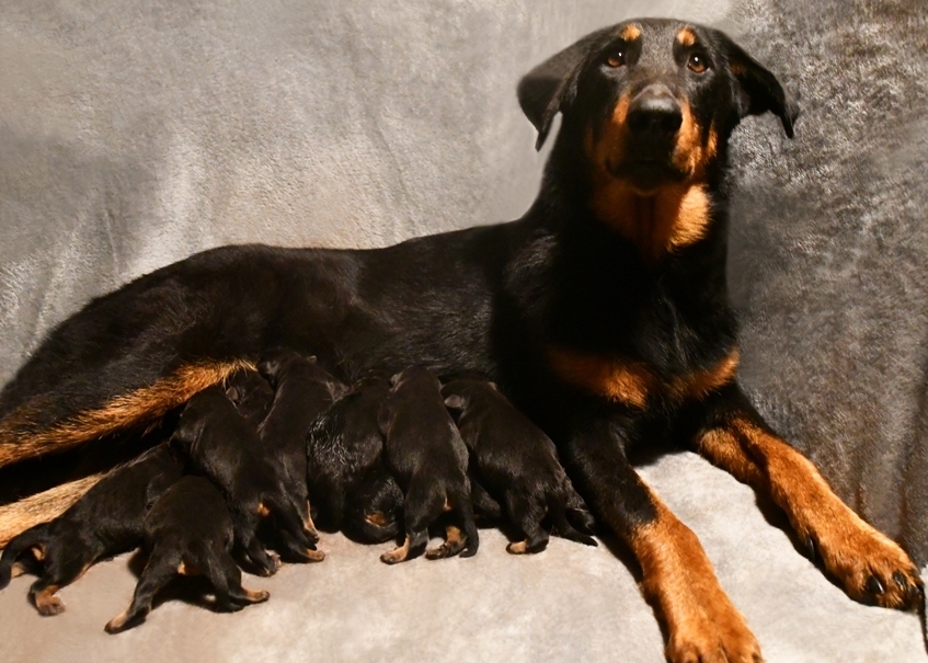 Cucciolata nata il 1 Maggio 2026 (disponibile dal 1 Luglio) - Des Gardiens de Rome