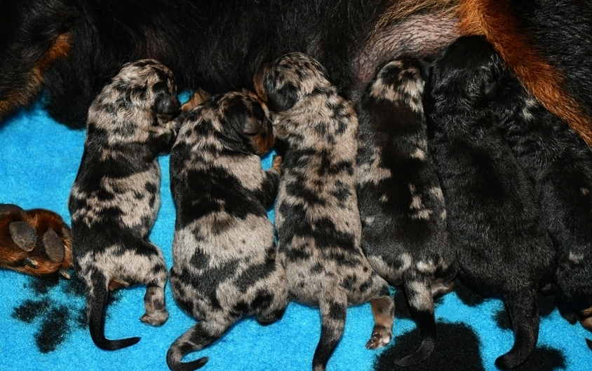 Cucciolata nata il 10 Maggio 2026 (disponibile dal 10 Luglio) - Des Gardiens de Rome