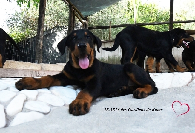 Cucciolo maschio nato il 1 Maggio 2026 - Des Gardiens de Rome